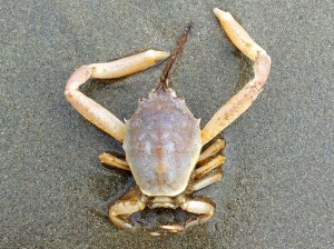 Un autre crabe un peu plus gros